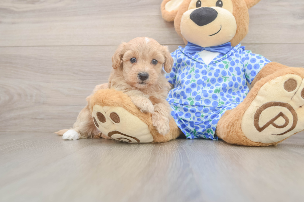 6 week old Maltipoo Puppy For Sale - Windy City Pups