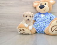 8 week old Maltipoo Puppy For Sale - Windy City Pups
