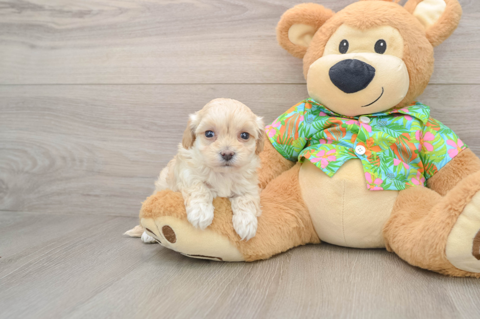 Maltipoo Pup Being Cute