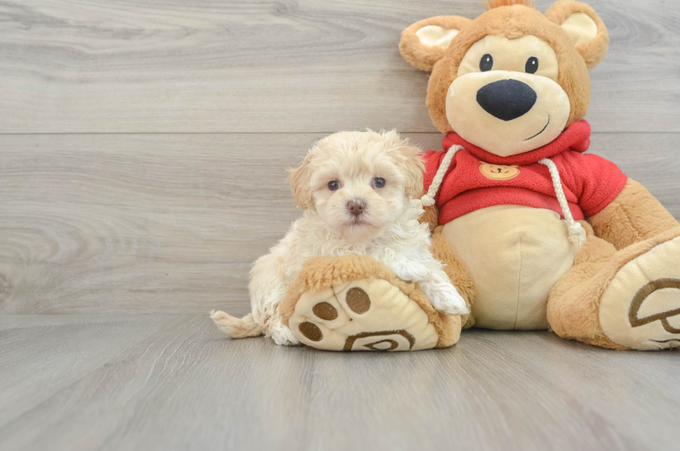 7 week old Maltipoo Puppy For Sale - Windy City Pups