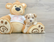 8 week old Maltipoo Puppy For Sale - Windy City Pups
