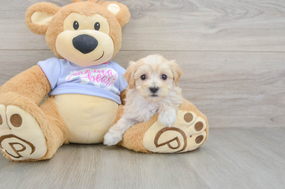6 week old Maltipoo Puppy For Sale - Windy City Pups
