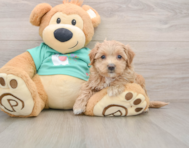 8 week old Maltipoo Puppy For Sale - Windy City Pups