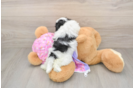 Maltipoo Puppy for Adoption