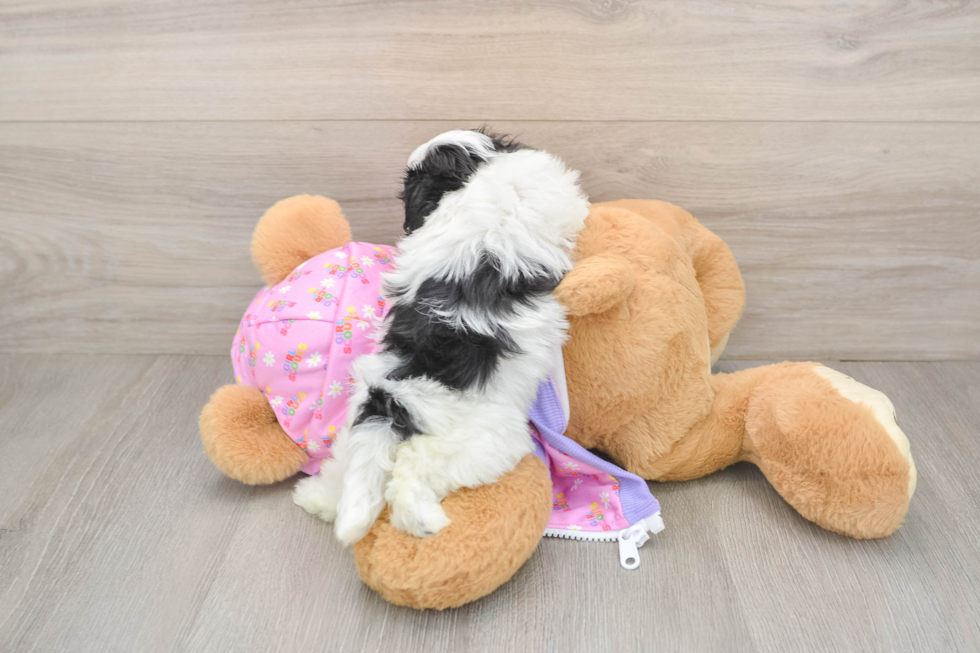 Maltipoo Puppy for Adoption
