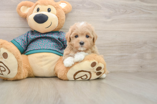 HADLEY, a Maltipoo littermate
