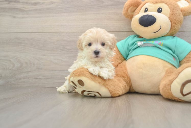 Funny Maltipoo Poodle Mix Pup