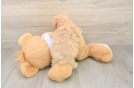 Funny Maltipoo Poodle Mix Pup