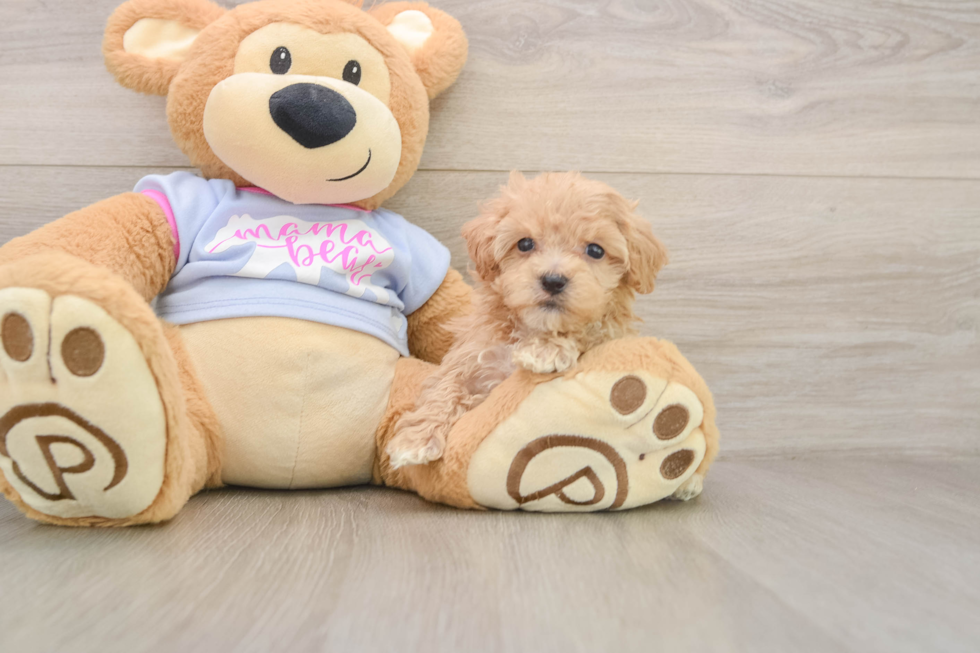 Smart Maltipoo Poodle Mix Pup