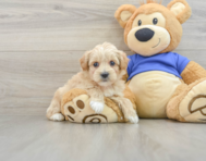 8 week old Maltipoo Puppy For Sale - Windy City Pups