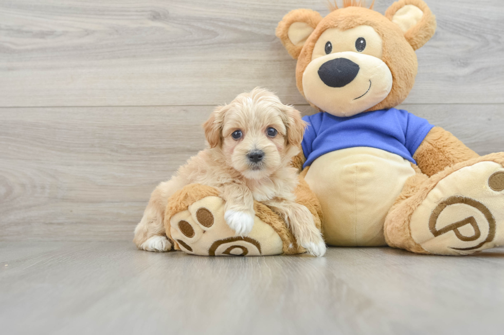 Happy Maltipoo Baby