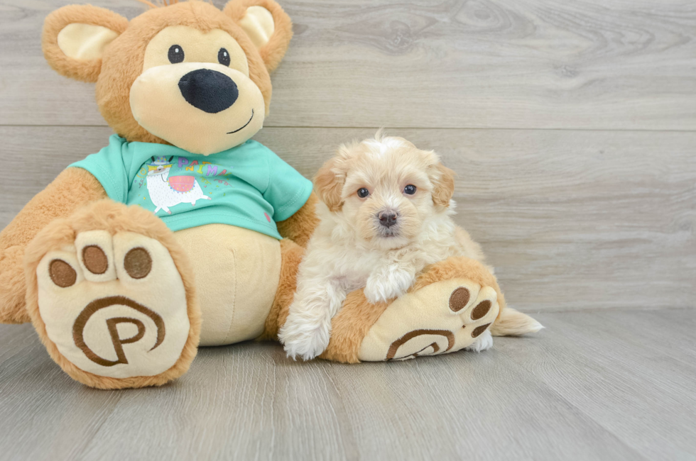 7 week old Maltipoo Puppy For Sale - Windy City Pups