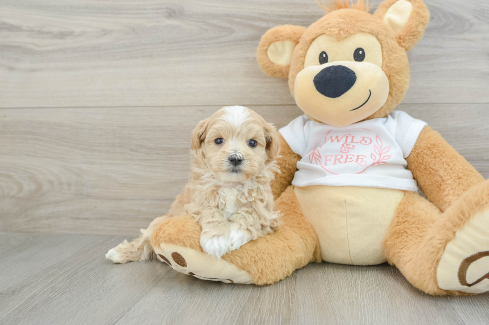 Popular Maltipoo Poodle Mix Pup