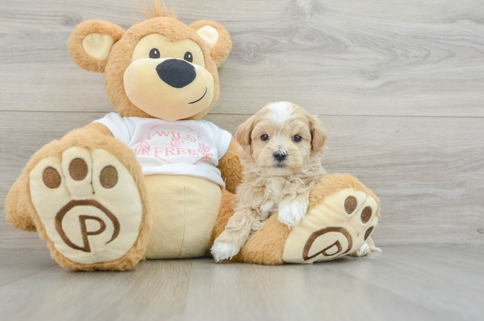 5 week old Maltipoo Puppy For Sale - Windy City Pups