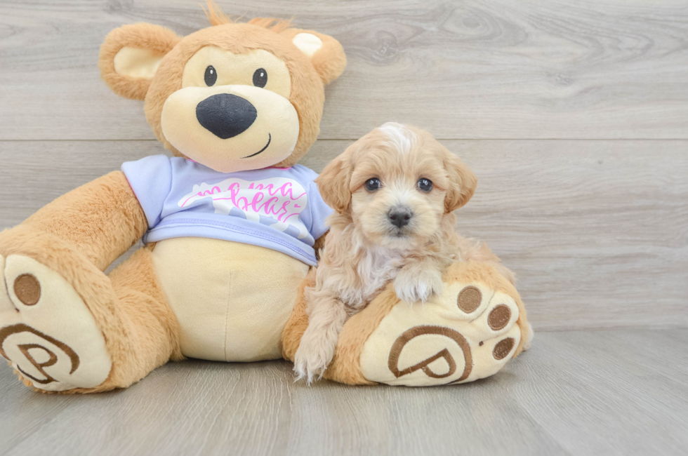 6 week old Maltipoo Puppy For Sale - Windy City Pups