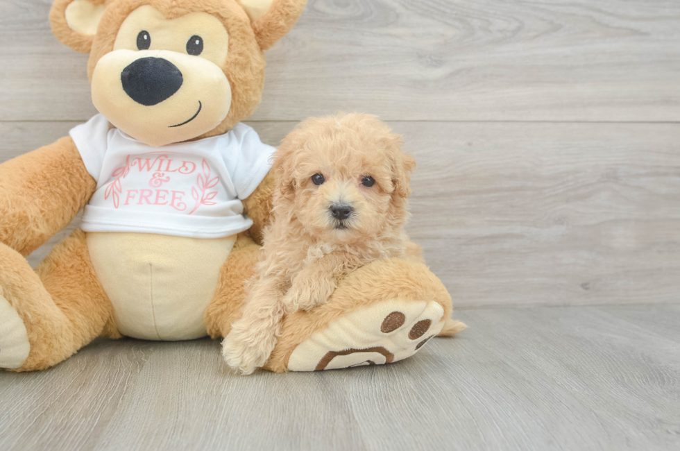 9 week old Maltipoo Puppy For Sale - Windy City Pups