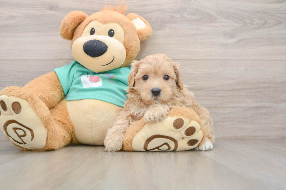 Hypoallergenic Malt a Poo Poodle Mix Puppy