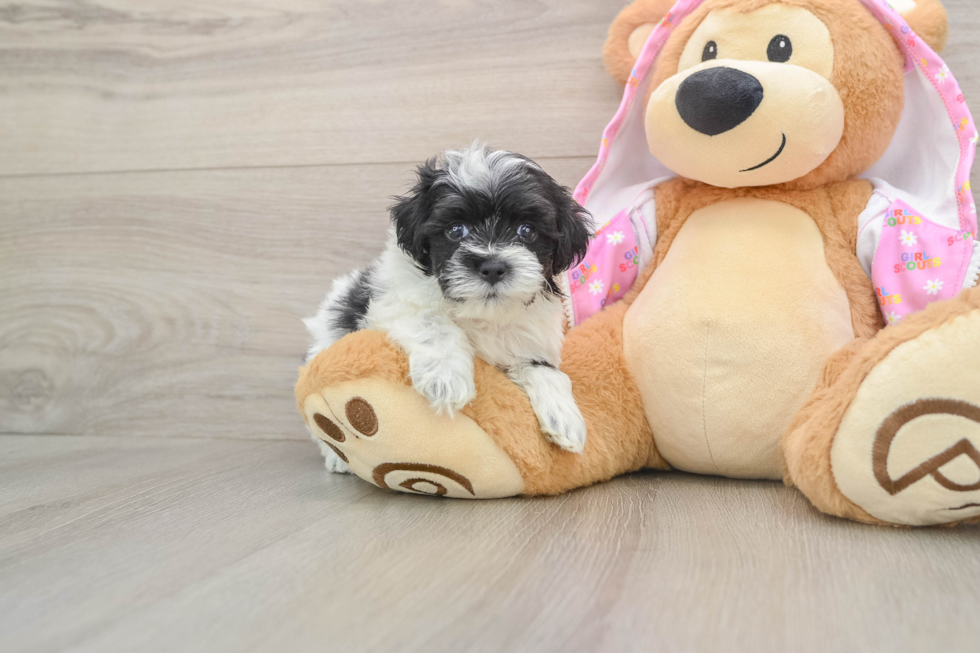 Maltipoo Puppy for Adoption