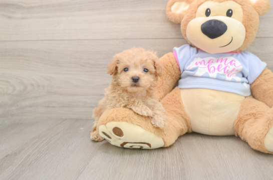 Energetic Multipoo Poodle Mix Puppy