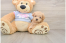 Best Maltipoo Baby