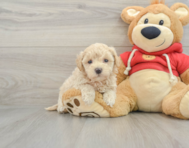 8 week old Maltipoo Puppy For Sale - Windy City Pups