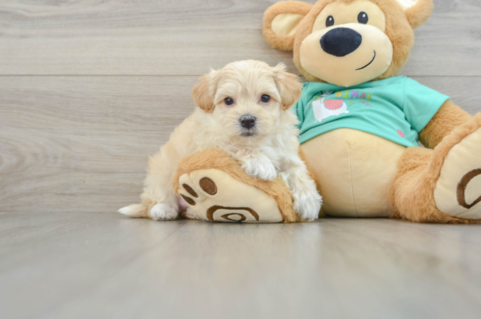 7 week old Maltipoo Puppy For Sale - Windy City Pups