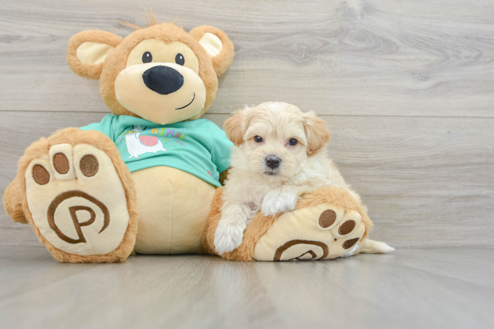 Little Maltese Poodle Poodle Mix Puppy