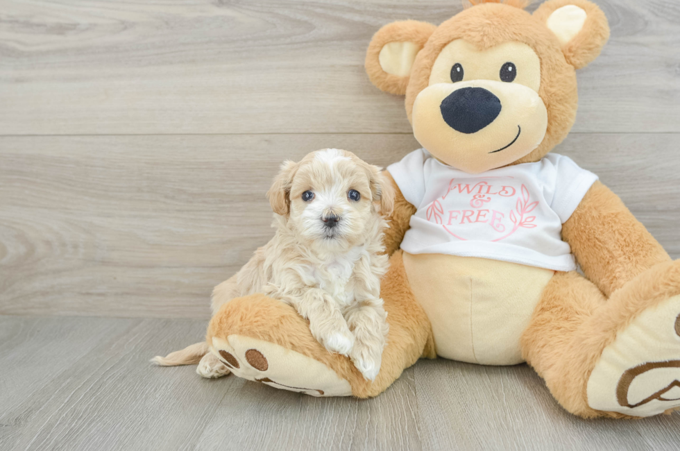 5 week old Maltipoo Puppy For Sale - Windy City Pups