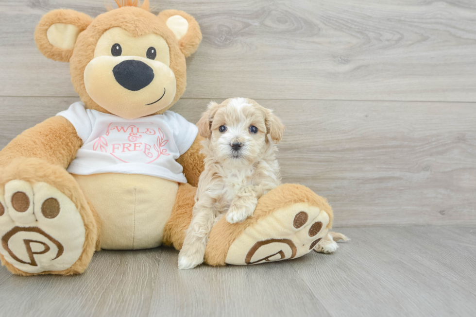 Maltipoo Pup Being Cute