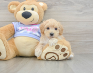 8 week old Maltipoo Puppy For Sale - Windy City Pups