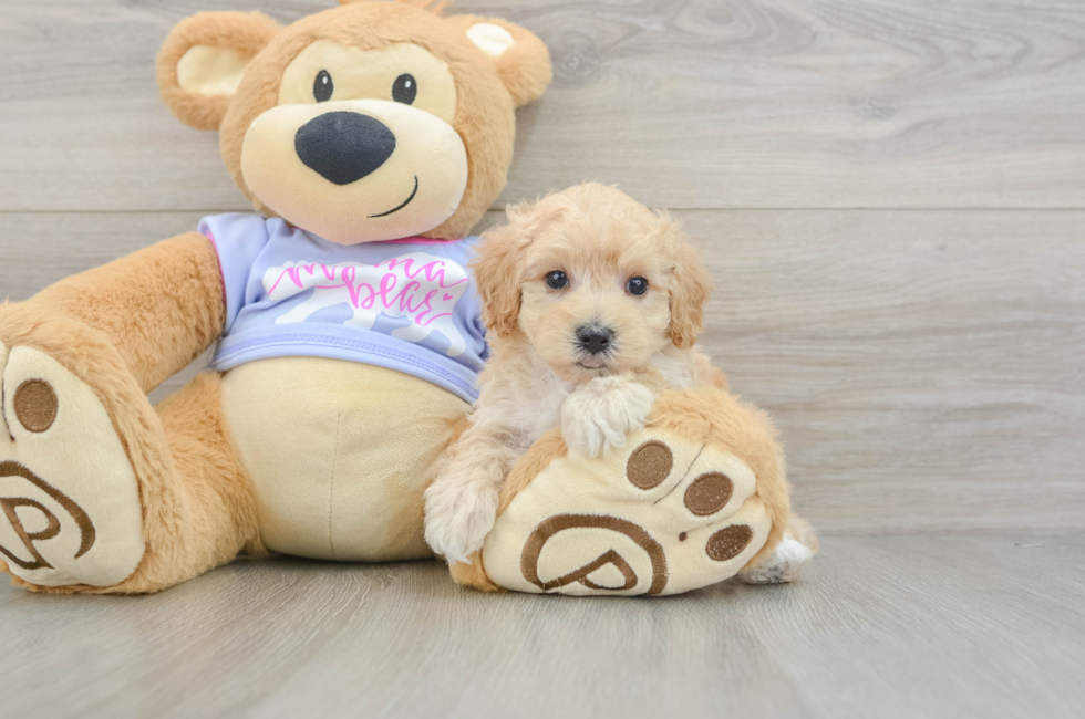 7 week old Maltipoo Puppy For Sale - Windy City Pups