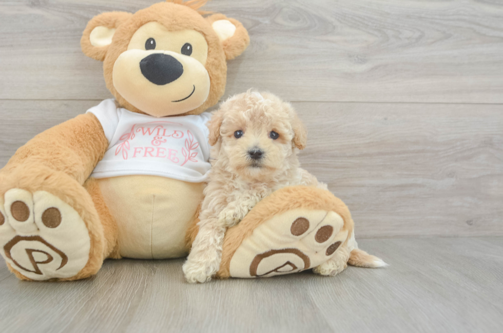 6 week old Maltipoo Puppy For Sale - Windy City Pups