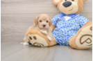 Maltipoo Pup Being Cute