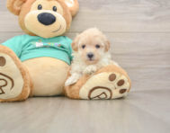 8 week old Maltipoo Puppy For Sale - Windy City Pups