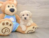 7 week old Maltipoo Puppy For Sale - Windy City Pups