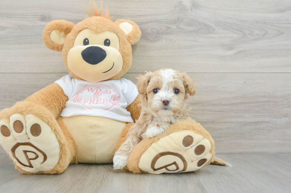 5 week old Maltipoo Puppy For Sale - Windy City Pups