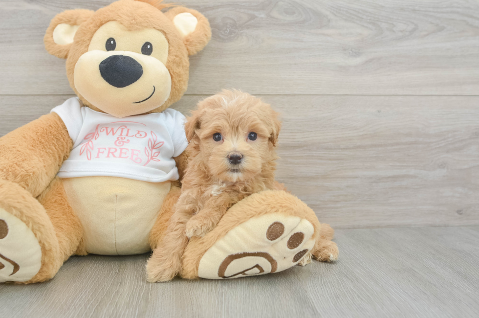 6 week old Maltipoo Puppy For Sale - Windy City Pups