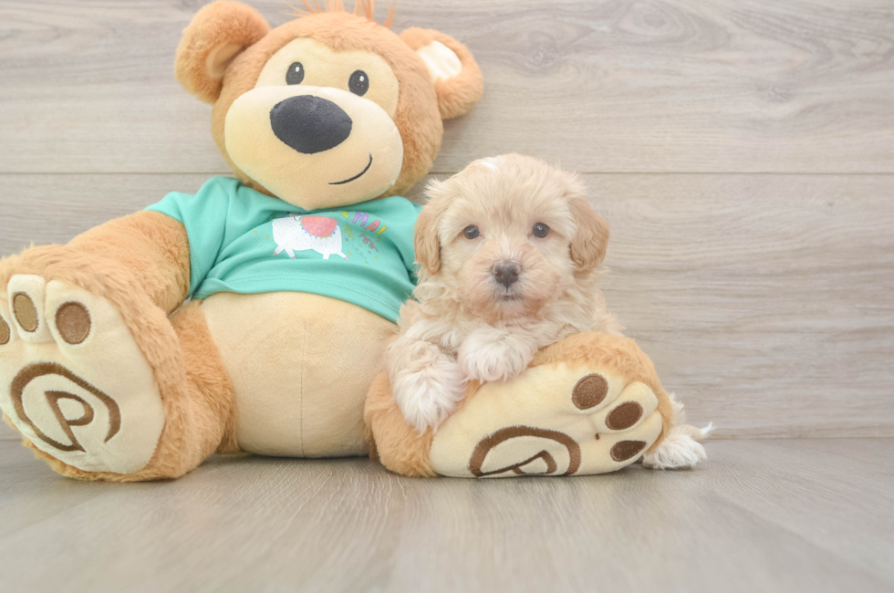 6 week old Maltipoo Puppy For Sale - Windy City Pups