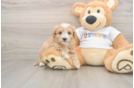 Maltipoo Puppy for Adoption