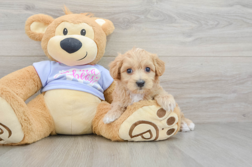6 week old Maltipoo Puppy For Sale - Windy City Pups