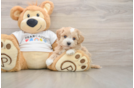 Best Maltipoo Baby