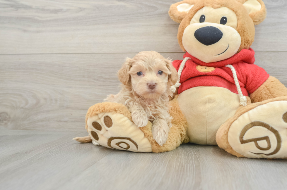 7 week old Maltipoo Puppy For Sale - Windy City Pups