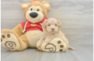 Friendly Maltipoo Baby