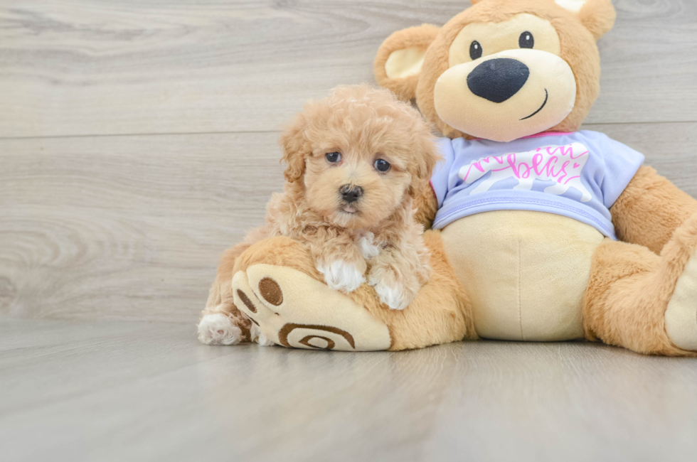 7 week old Maltipoo Puppy For Sale - Windy City Pups