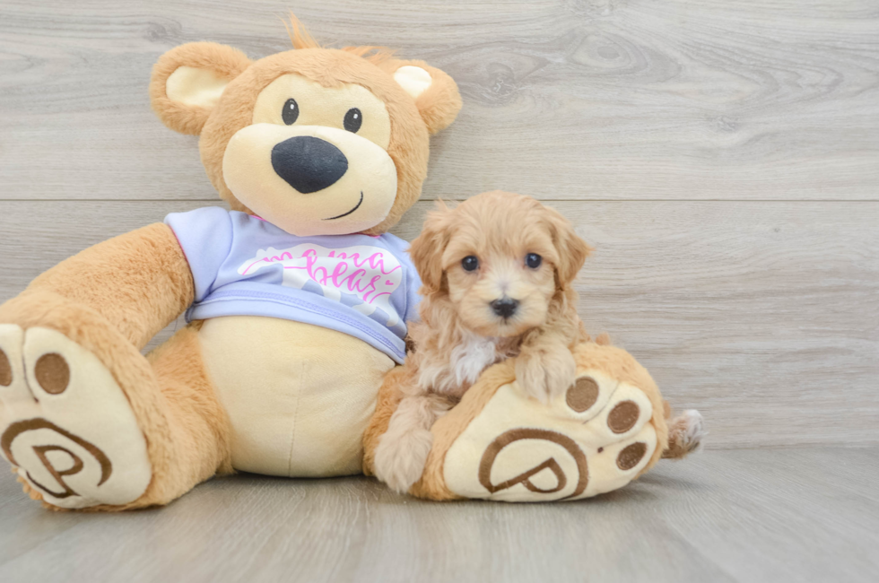 6 week old Maltipoo Puppy For Sale - Windy City Pups