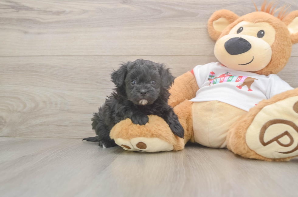 5 week old Maltipoo Puppy For Sale - Windy City Pups