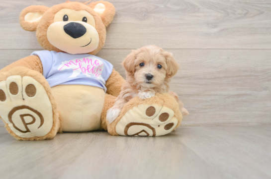 Energetic Malt a Poo Poodle Mix Puppy