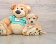 8 week old Maltipoo Puppy For Sale - Windy City Pups