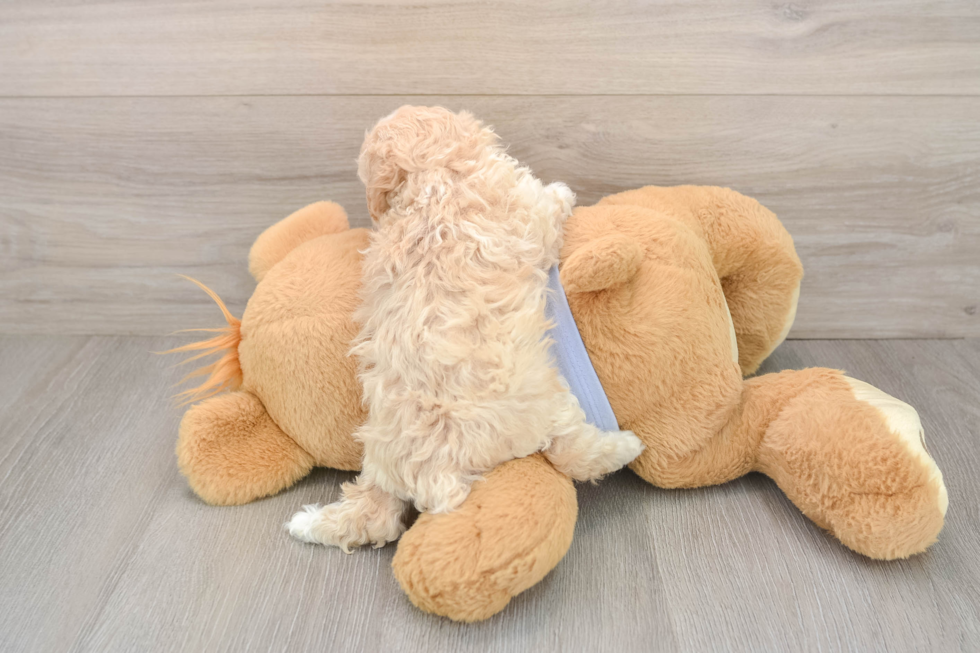 Maltipoo Puppy for Adoption