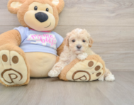 9 week old Maltipoo Puppy For Sale - Windy City Pups